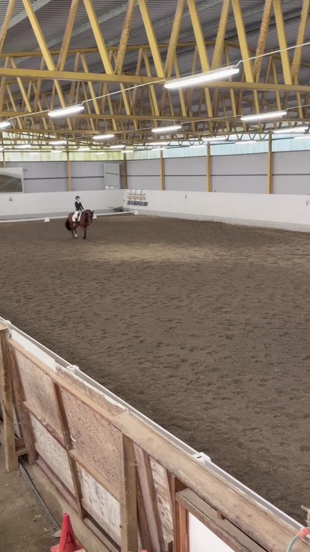 Allround hästar till salu: Drömkille med talang för både dressyr och hoppning - Video 2
