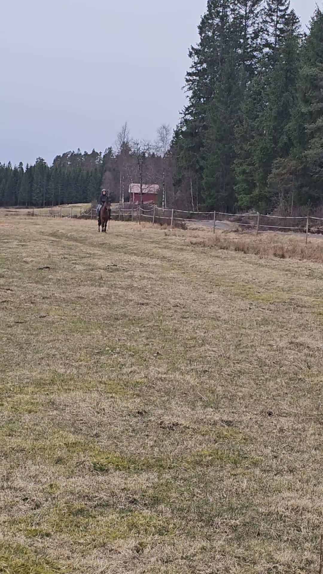 Allround hästar till salu: 3-årig valack – lugn, snäll och påbörjad inridning - Video 2