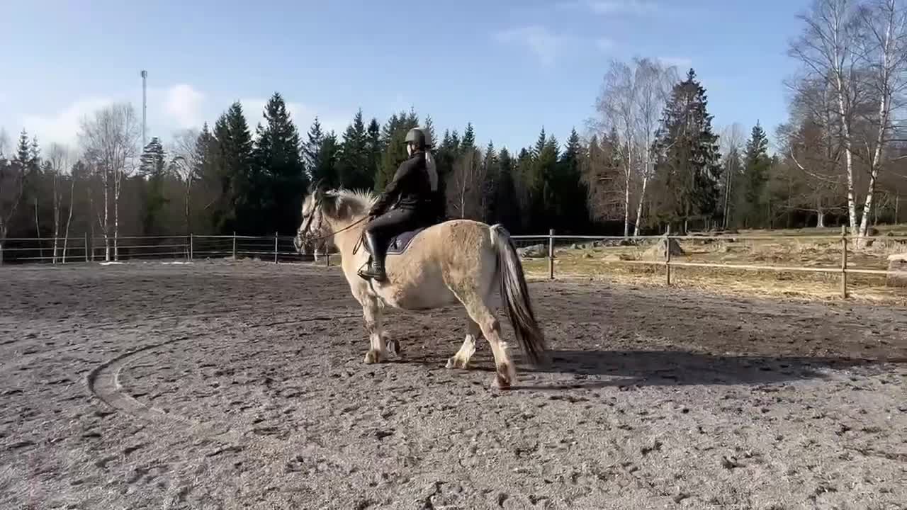 Allround hästar till salu: Familj/verksamhet  - Video 2