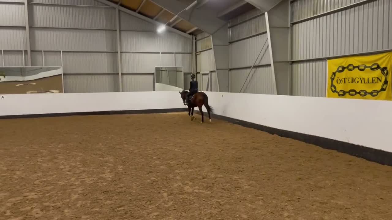 Allround hästar till salu: Fantastisk hobbyhäst/bästakompis - Video 2