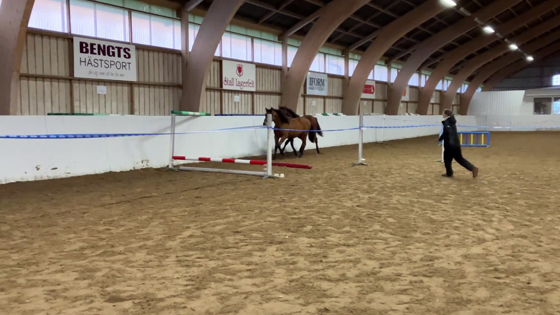 Hoppning hästar till salu: Säljes förmånligt tillsammans eller var för sig i Blentarp - Video 3