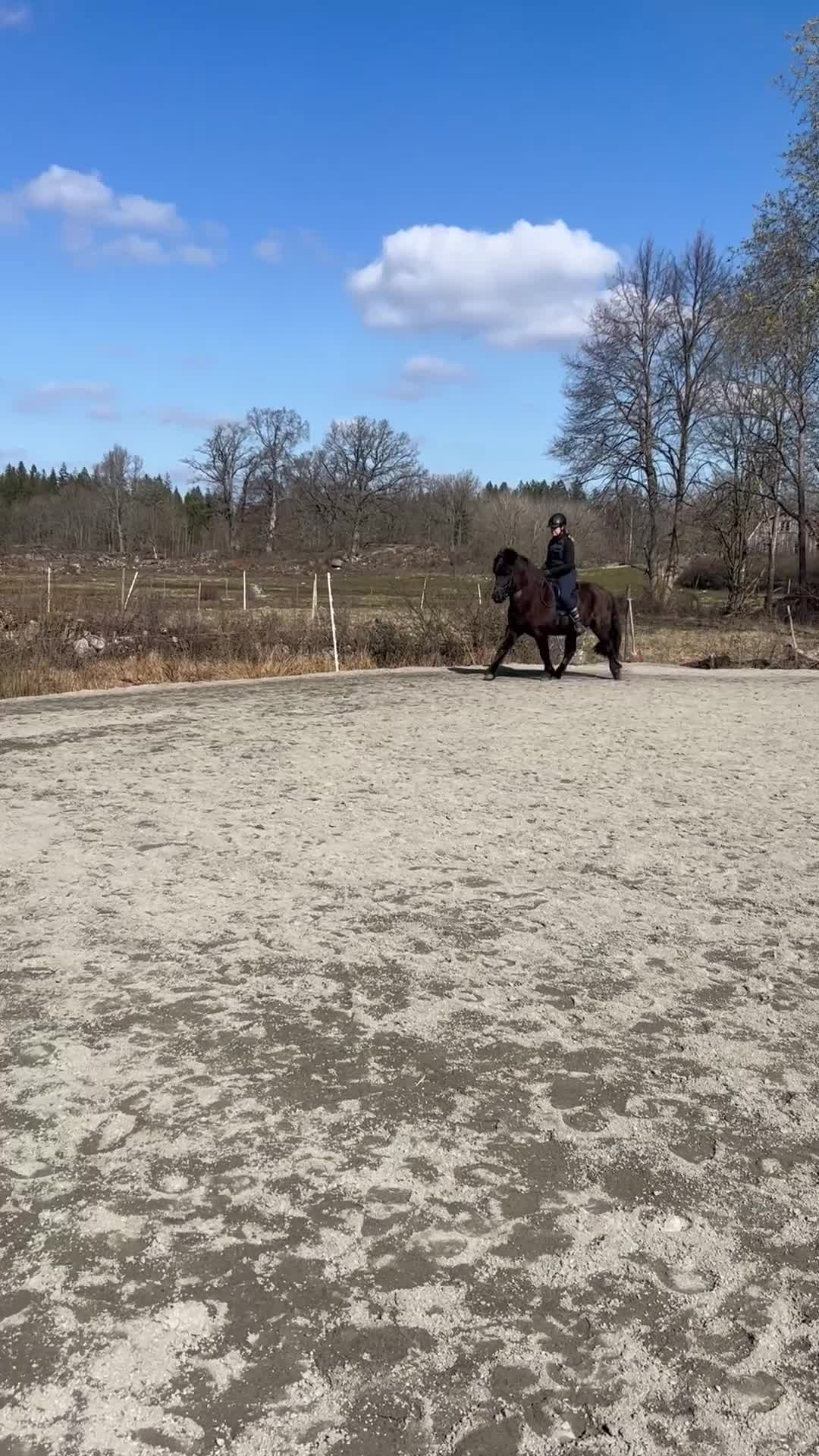 Island hästar till salu: Mycket rolig valack till träning o tävling  - Video 4