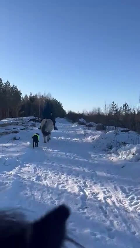 Allround hästar till salu: Fantastiska Mila söker sin bästa vän!  - Video 1