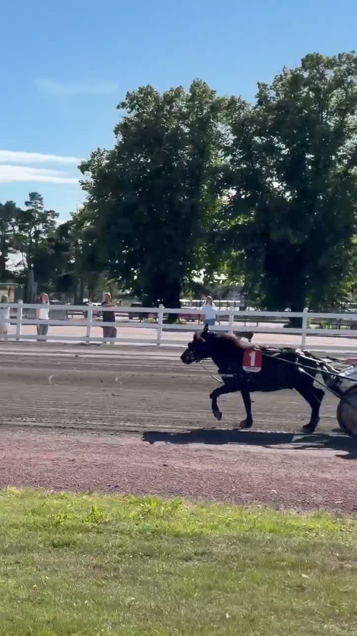 Trav hästar till salu: Snällaste barnponnyn med topptravstam - Video 1