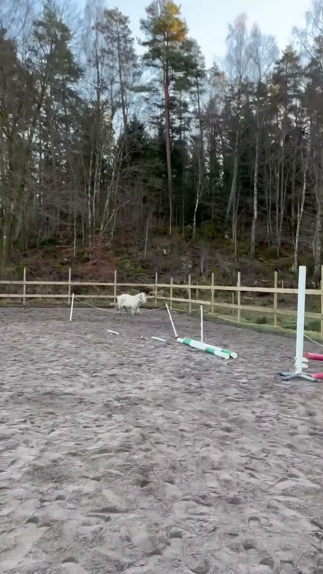  medryttarhäst finnes: Snäll mini shettis söker medryttare  - Video 1