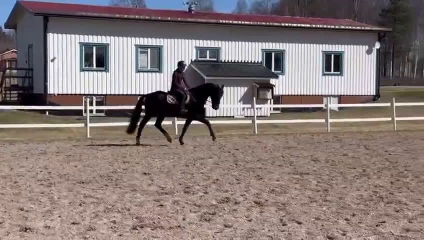 Allround hästar till salu: Superfin kwpn-valack! i Nusnäs - Video 1