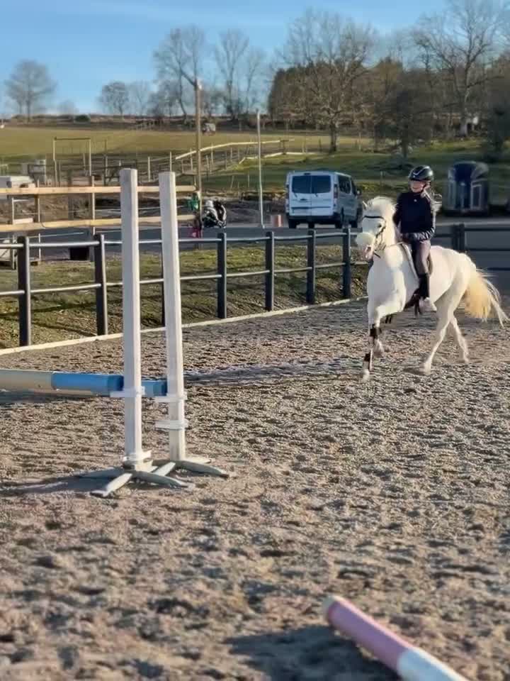 Hoppning hästar till salu: Perfekt första ponny i Kvidinge - Video 5