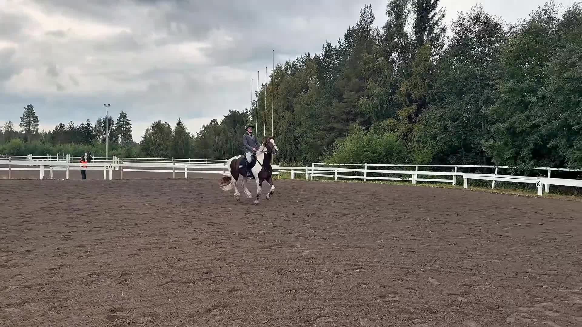 Allround hästar till salu: Charmig allroundvalack - Video 3