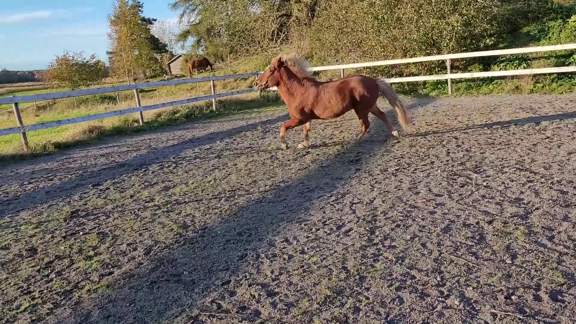 Island hästar till salu: Islands valack  i Alunda - Video 2