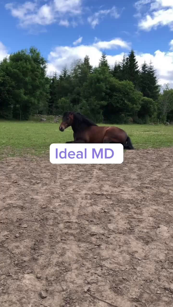 Akademiskt hästar till salu: Projekt i Mullsjö - Video 1