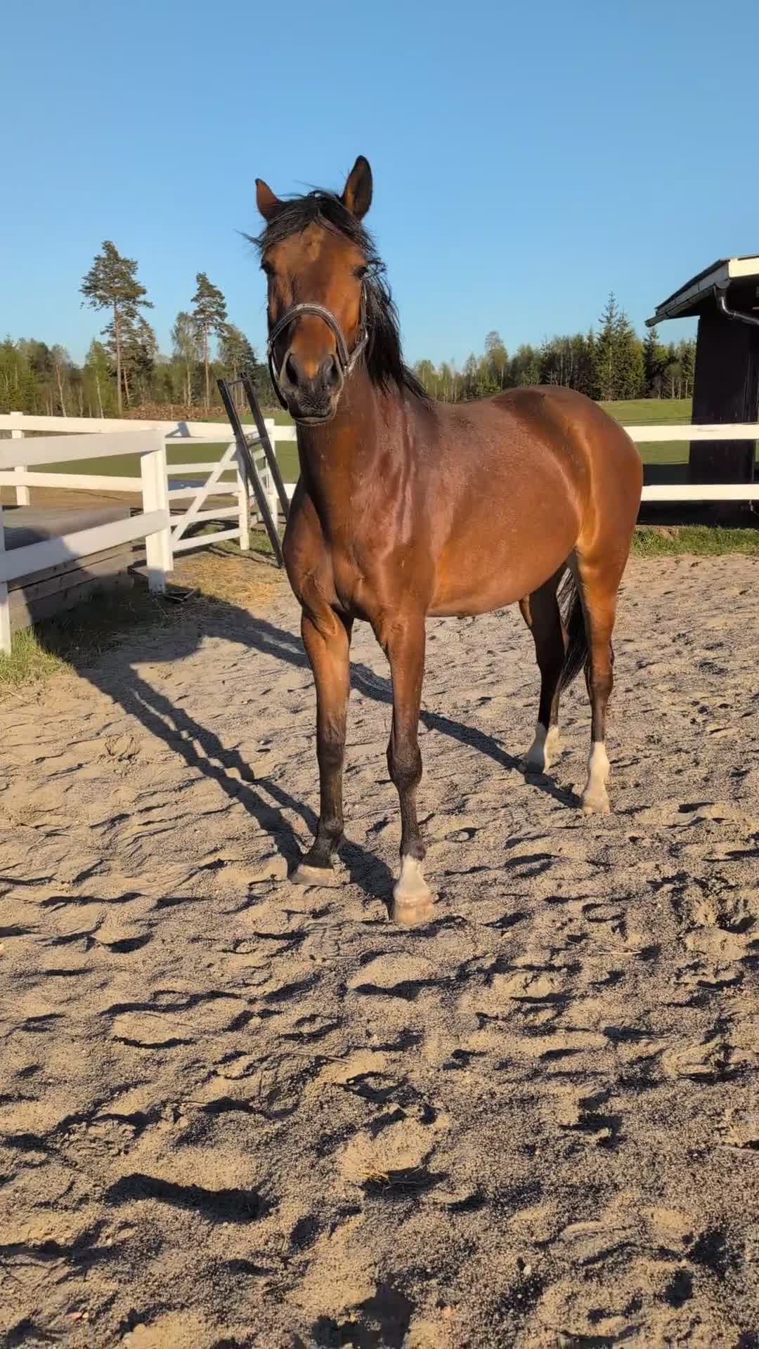 Hoppning hästar till salu: Vacker valack  - Video 1