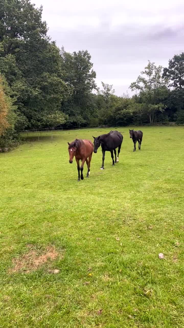  stallplats finnes: Lösdrift - Video 3