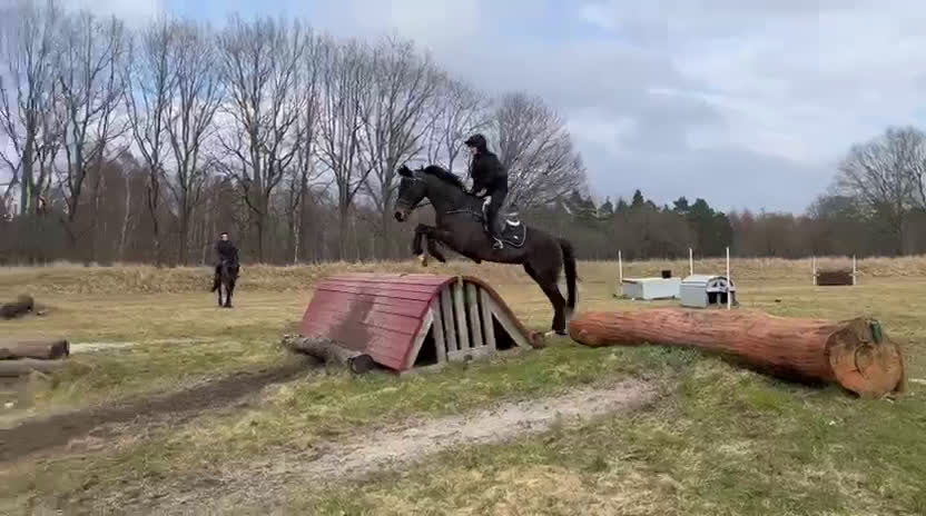 Hoppning hästar till salu: Fantastisk läromästare efter HipHop x Cortez🎖🤩 i Tollarp - Video 4