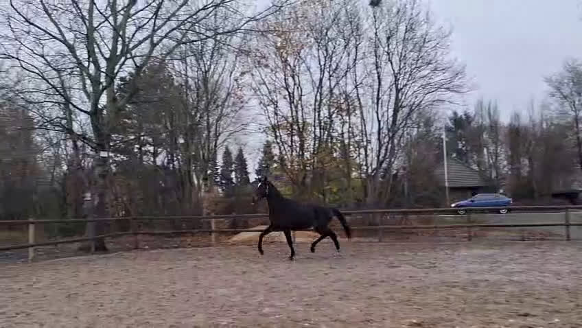 Dressyr hästar till salu: Dressuremne  i Klippan - Video 1