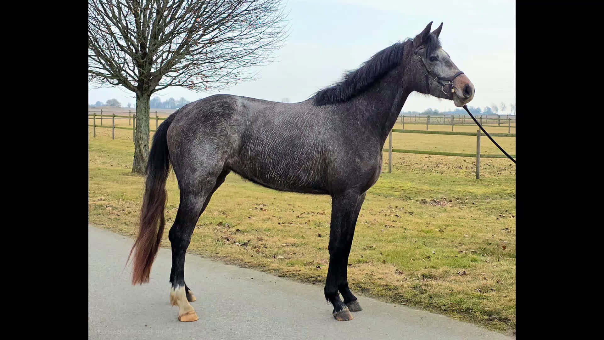 Hoppning hästar till salu: Sportigt 3-års sto - Video 1