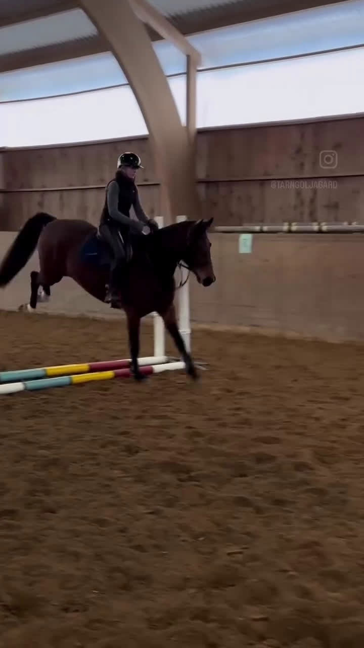 Hoppning hästar till salu: Lovande hopphäst e. Gamelus - Ludwigs Champion - Video 2