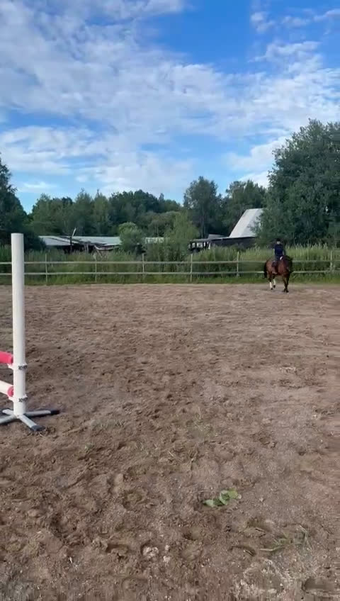 Allround hästar till salu: Sto med stor kapasitet!  i Arboga - Video 1