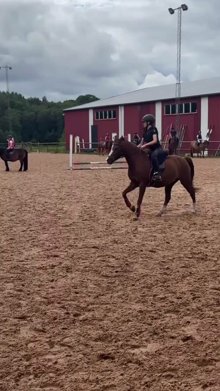  medryttarhäst sökes: Medryttarhäst Gävle - Video 2
