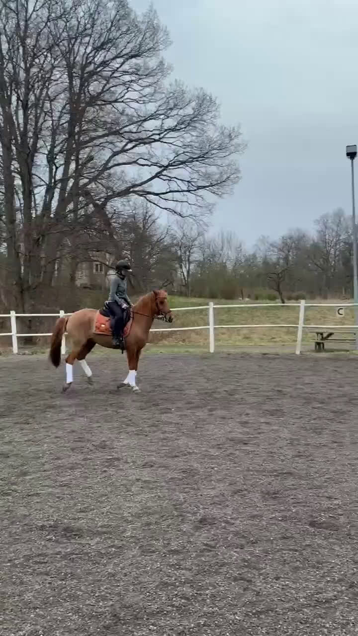 Allround hästar till salu: Allroundponny med stor personlighet❤️ i Huddinge - Video 4