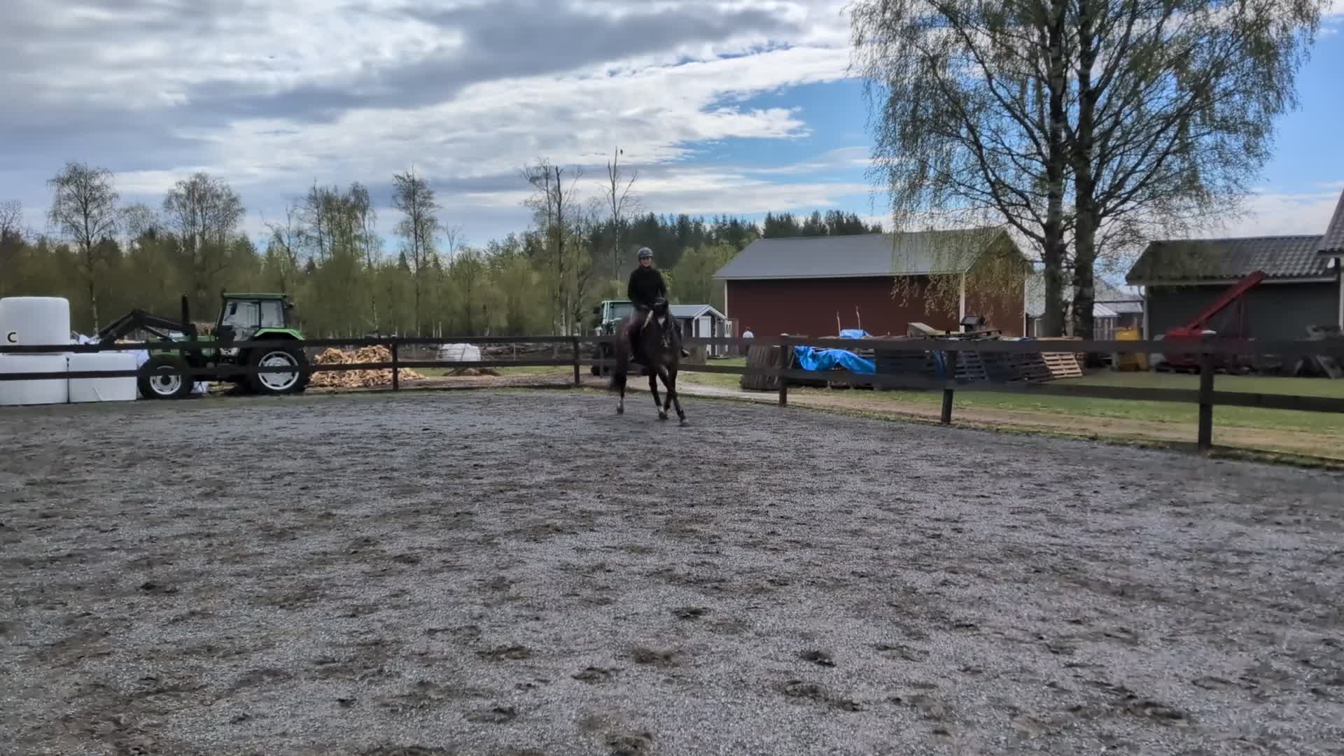 Allround hästar till salu: Perfekt allroundhäst  i Luleå - Video 3