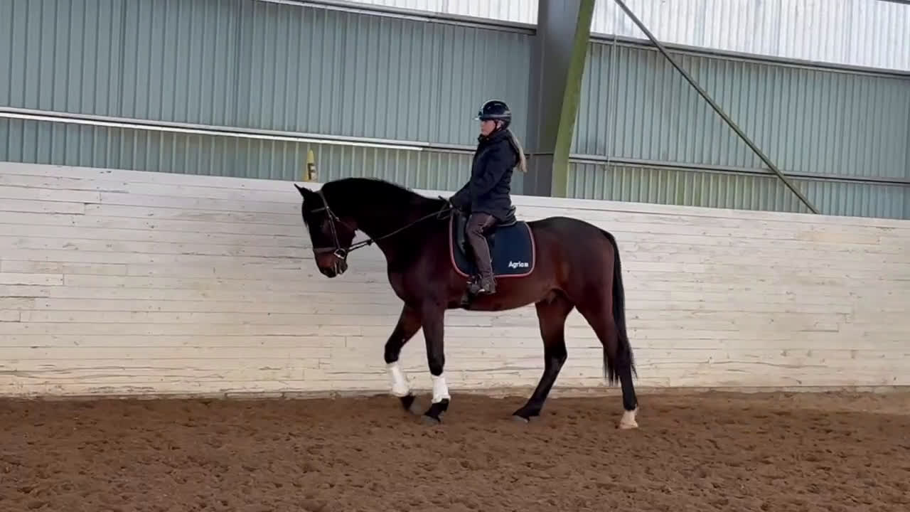 Allround hästar till salu: Lovande unghäst - Video 2