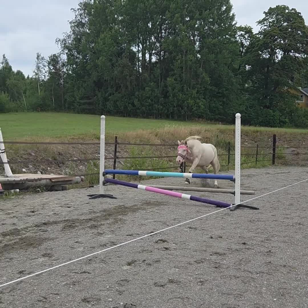 Allround hästar sökes: Foderhäst/ponny Söker, letar, längtar. - Video 4