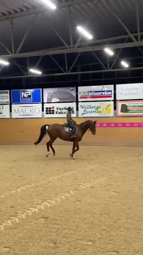 Hoppning hästar till salu: Tränings- och tävlingskompis  i Knäred - Video 3