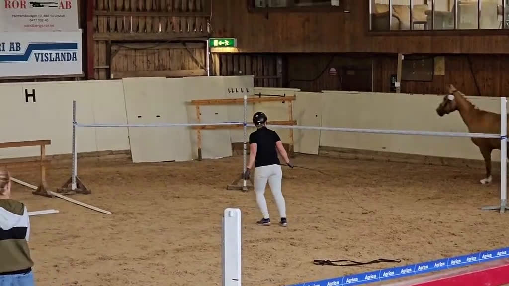 Hoppning hästar till salu: ☆☆☆Swbhingst med wowfaktor☆☆☆ i Backaryd - Video 2