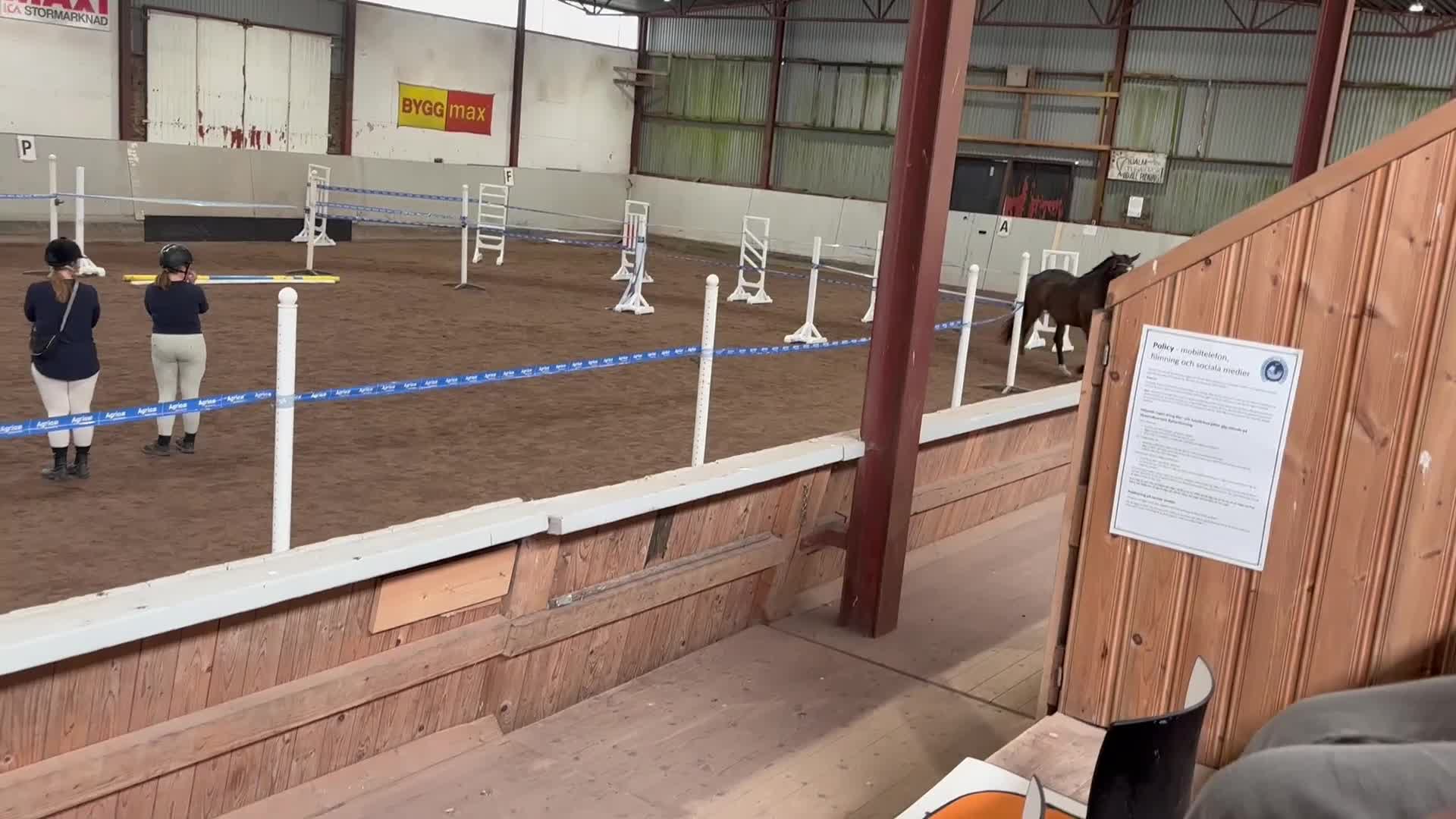 Allround hästar till salu: Trevligt sto - Video 1