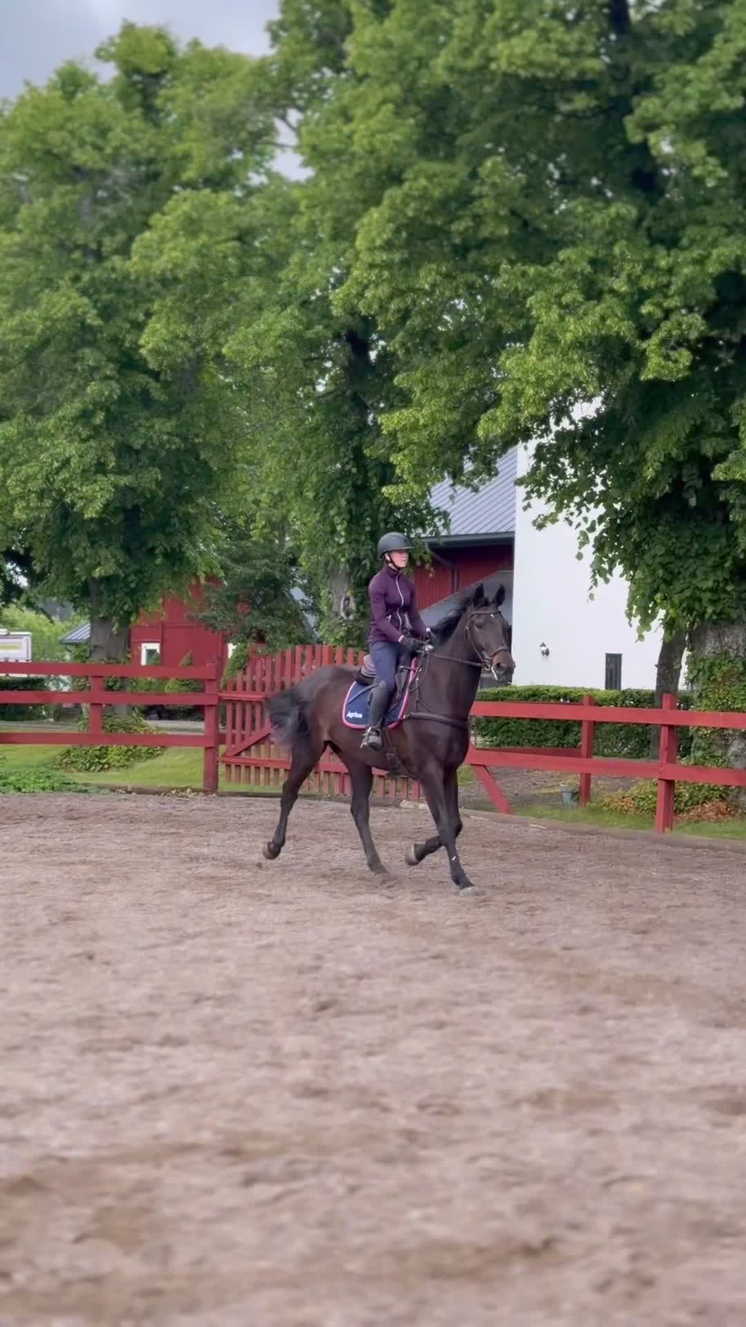 Allround hästar till salu: Hoppinriktad häst till gott & långvarigt hem  - Video 4