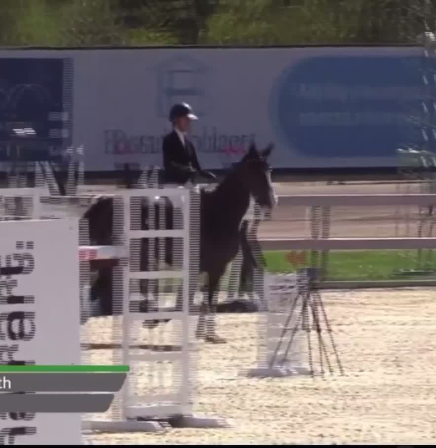 Avelshästar hästar till salu: Fantastiskt avelsto  - Video 1
