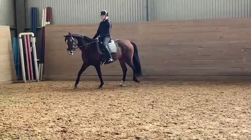 Allround hästar till salu: Nätt sto som vill fortsätta utvecklas i Stigtomta - Video 4