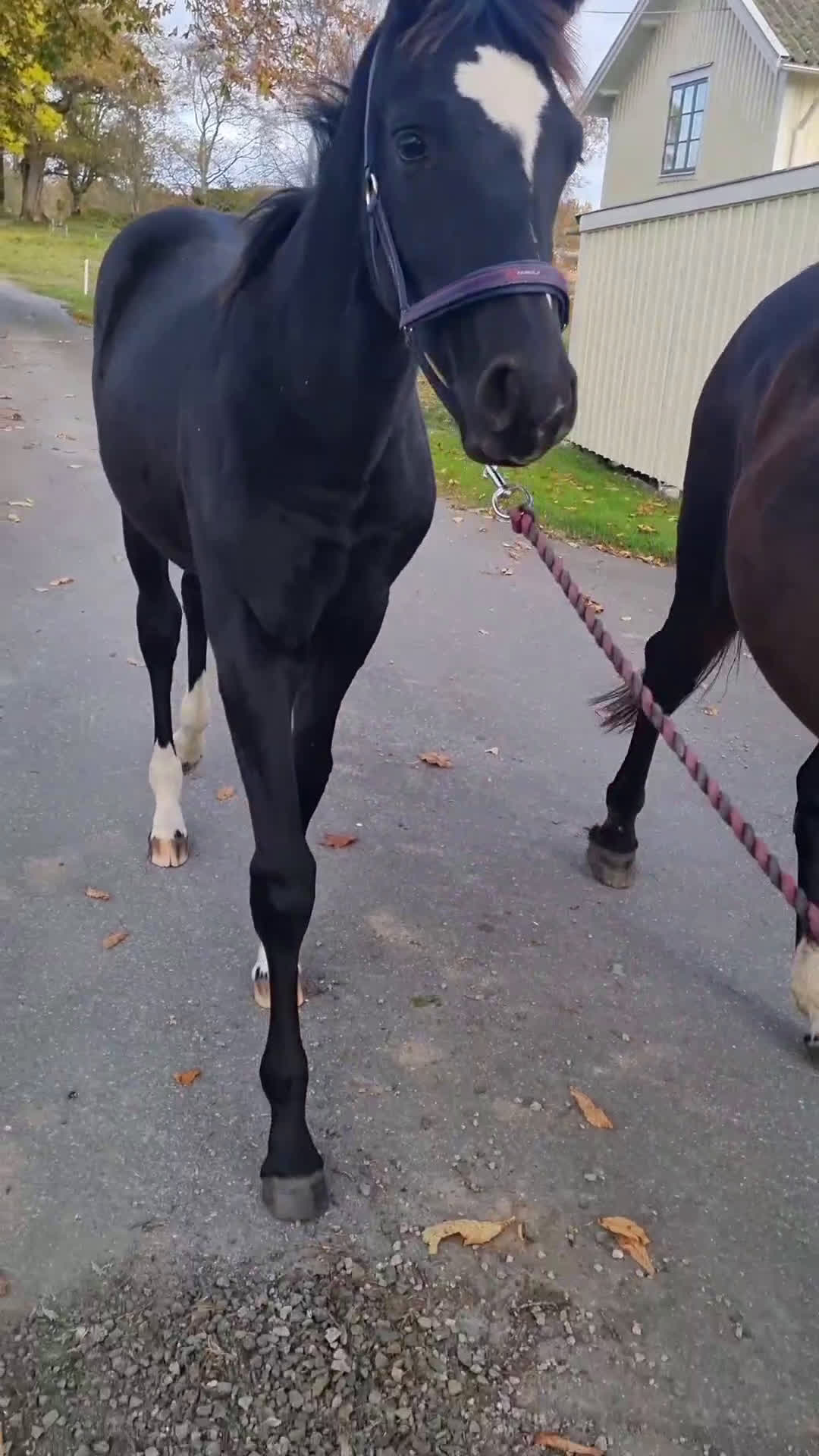 Dressyr hästar till salu: Charmigt svart hingstföl i Gällstad - Video 2
