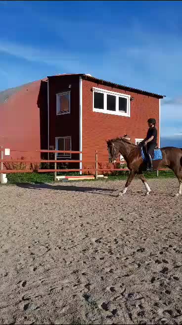 Avelshästar hästar till salu: Förstklassigt avelsto och ridhäst ⭐️⭐️⭐️ - Video 1