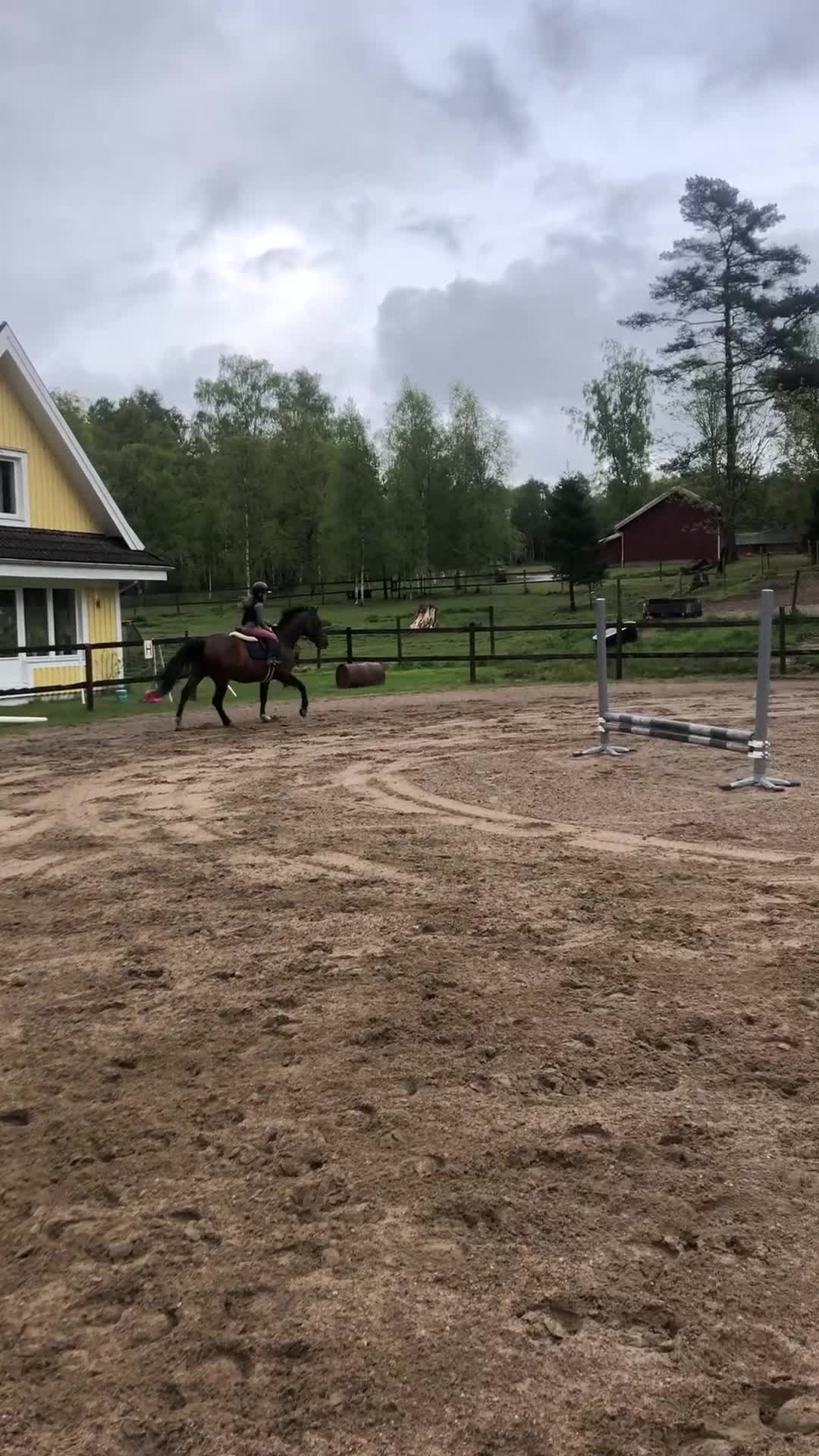 Dressyr hästar till salu: Lyxig allround ponny  - Video 2