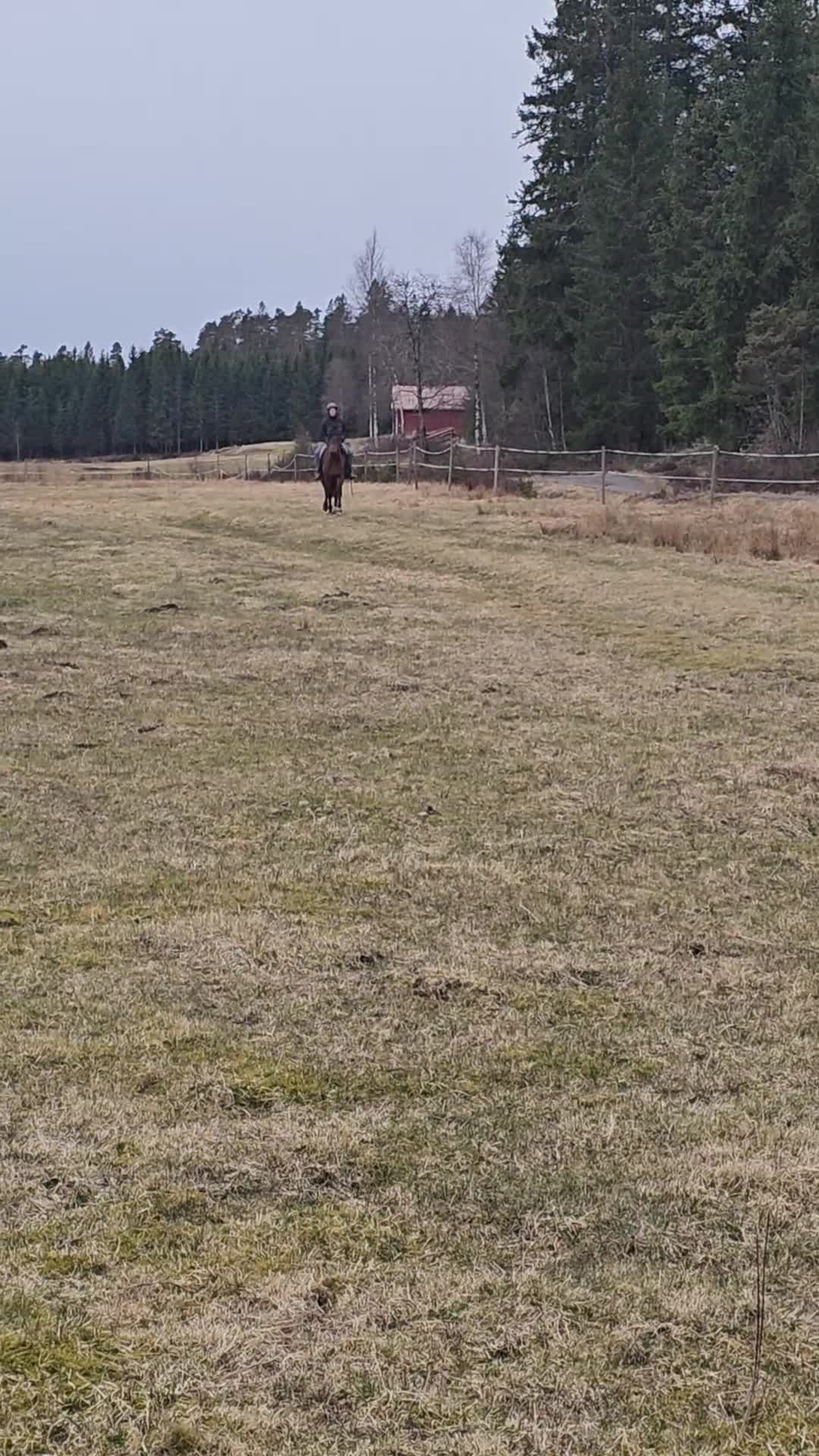 Allround hästar till salu: 3-årig valack – lugn, snäll och påbörjad inridning - Video 1