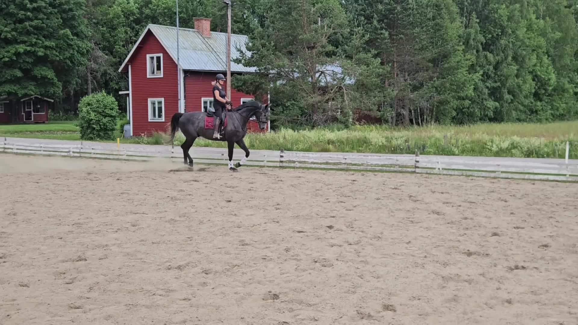Dressyr hästar till salu: Lovande 4-åring för framtiden  - Video 4