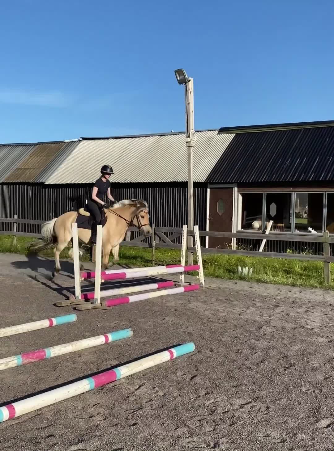 Allround hästar till salu: Fantastisk fjording  - Video 1