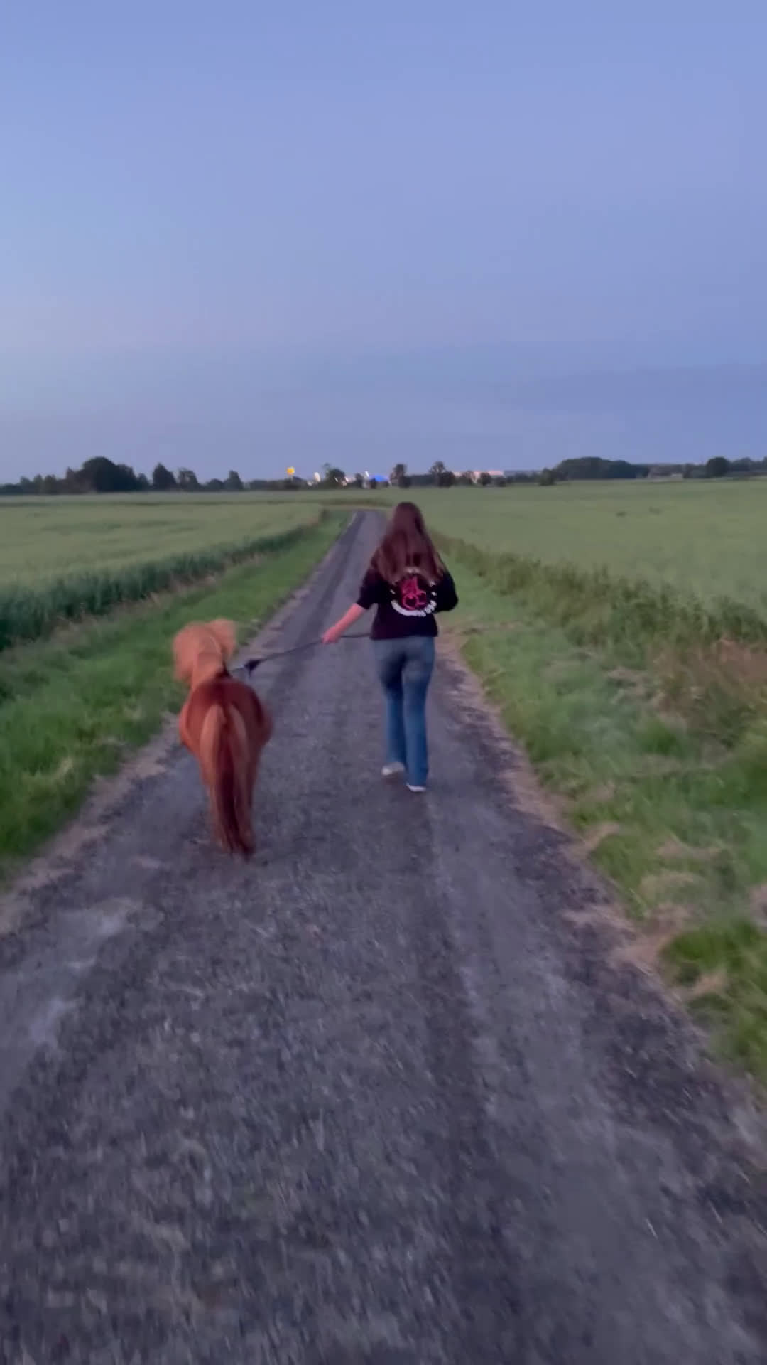 Allround hästar till salu: Välstammad minishettis i Falkenberg - Video 1