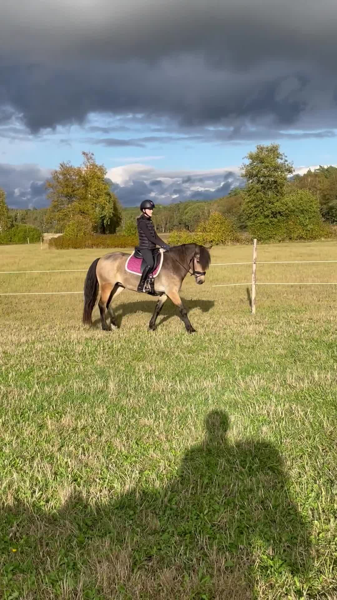 Allround hästar till salu: Trevlig allroundponny/första ponny i Åskloster - Video 1