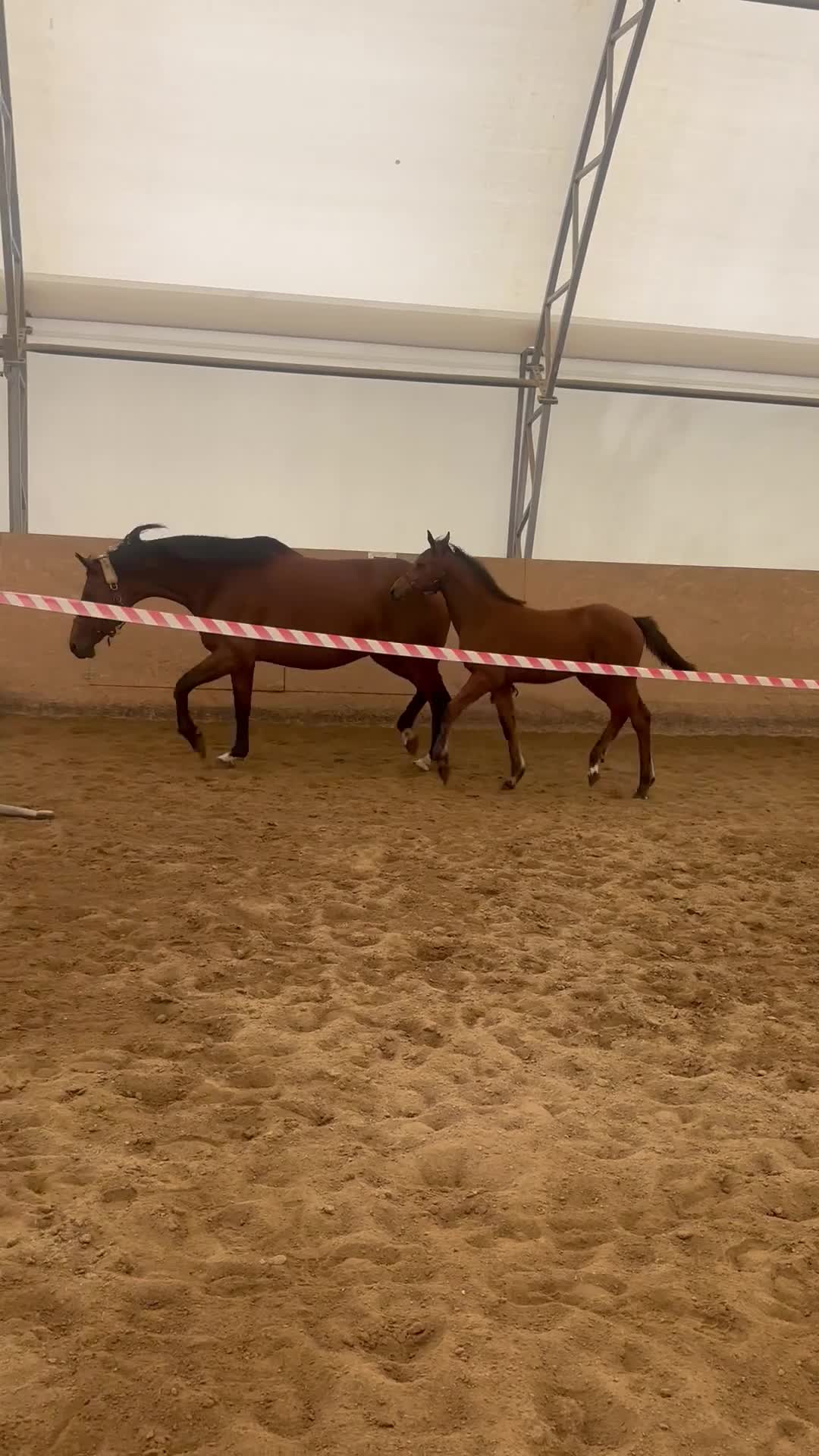 Hoppning hästar till salu: Häftigs sto med studs i - Video 2