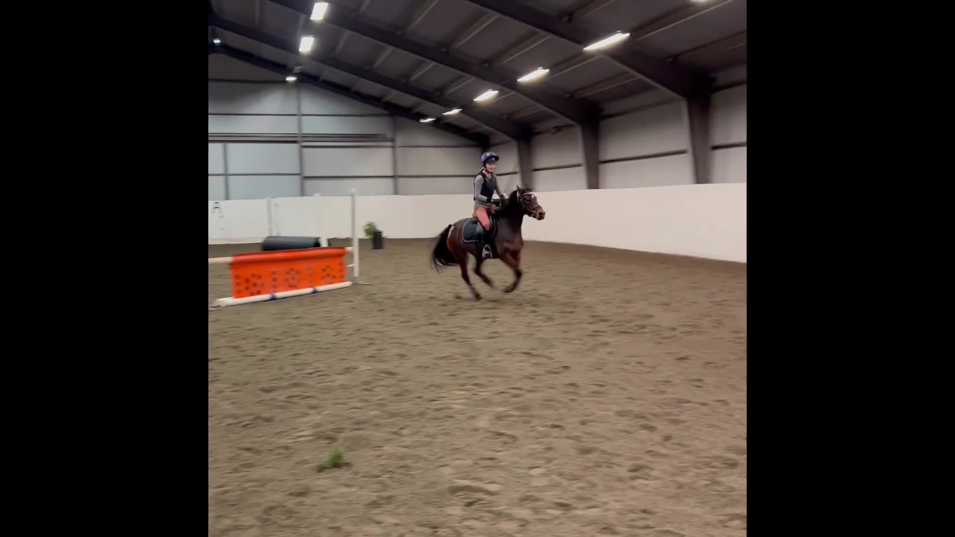 Allround hästar till salu: Sockersöta Fia söker nytt hem i Hammarö - Video 2