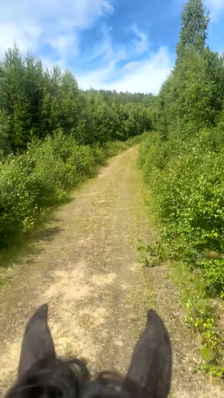 Allround hästar till salu: Superfin kille - Video 1