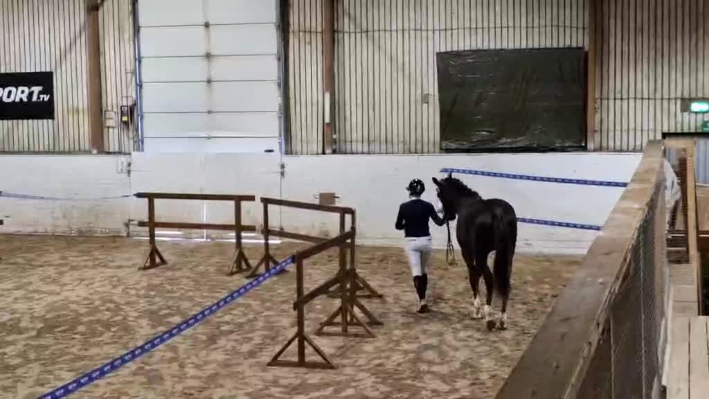 Allround hästar till salu: Flott Hingst för framtiden  - Video 1