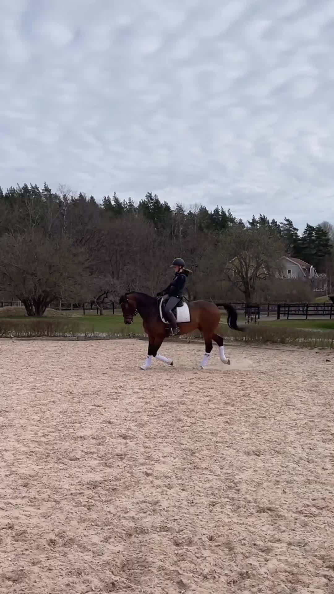 Hoppning hästar till salu: Positiv tävlingshäst med stor kapacitet🌟 - Video 3