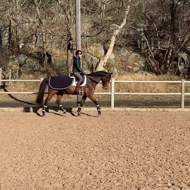 Allround hästar till salu: Fin allroundhäst SWB - Video 1