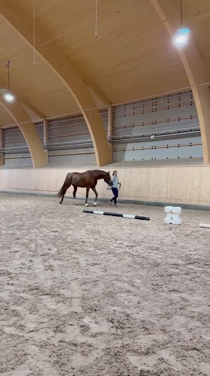 Dressyr hästar till salu: Sto född - 23 e:Benefit  i Säter - Video 3