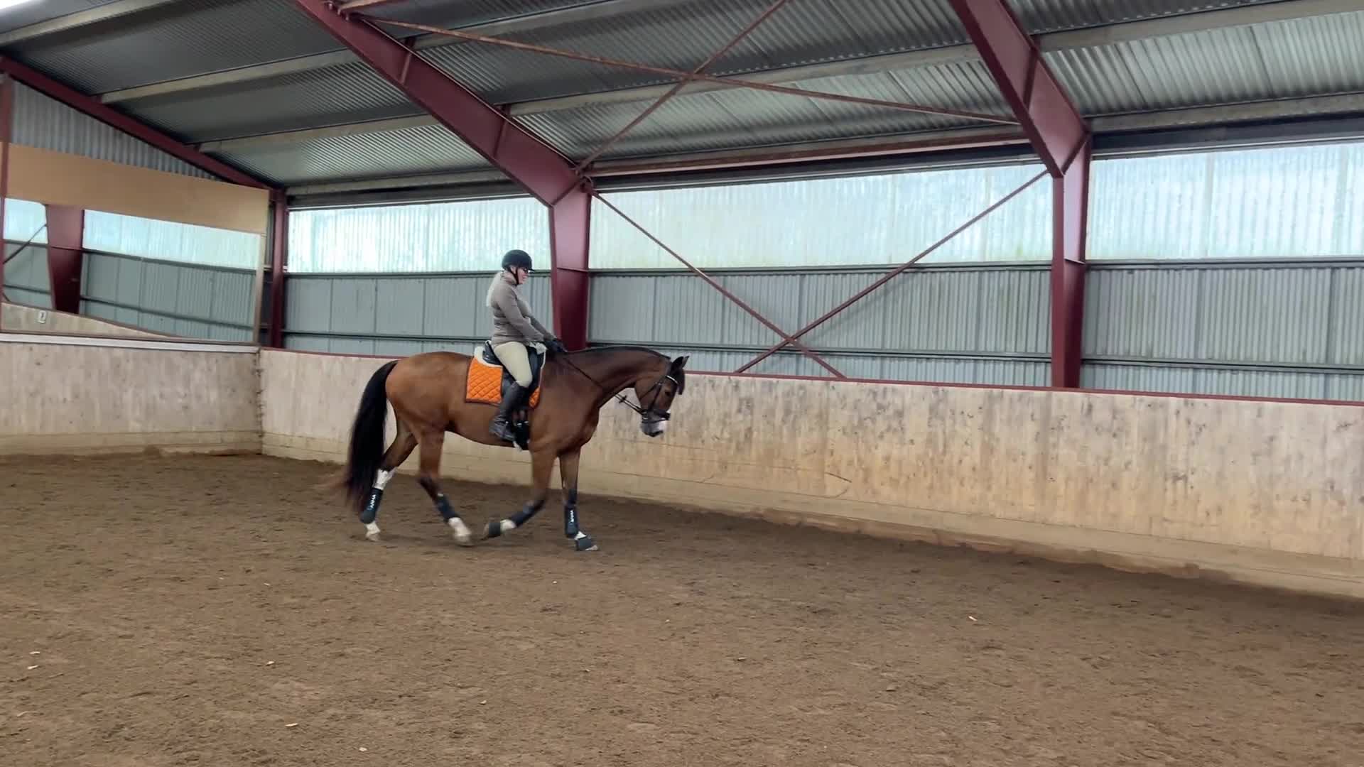 Dressyr hästar till salu: Lyxig dressyr/hobbyhäst - Video 2