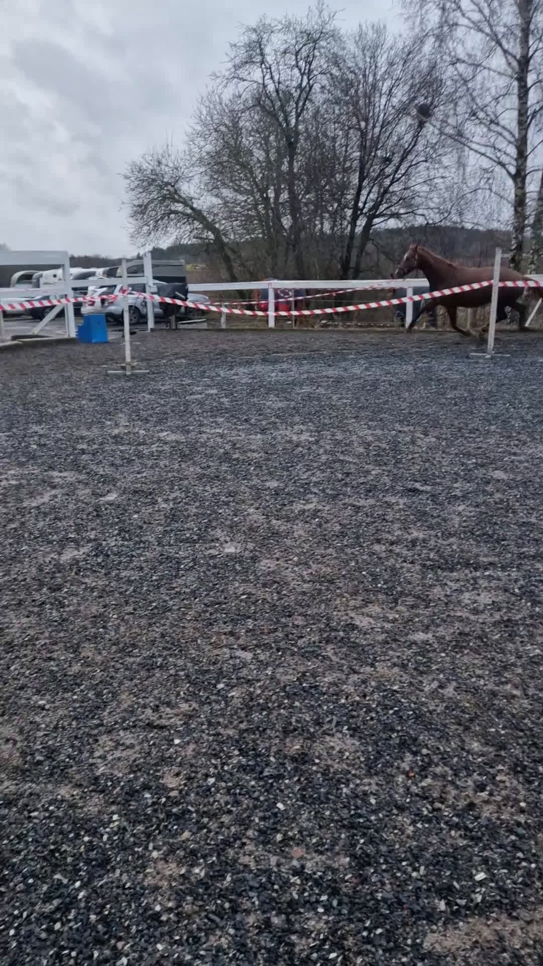 Dressyr hästar till salu: Mycket vackert selektionssto i Österhaninge - Video 1