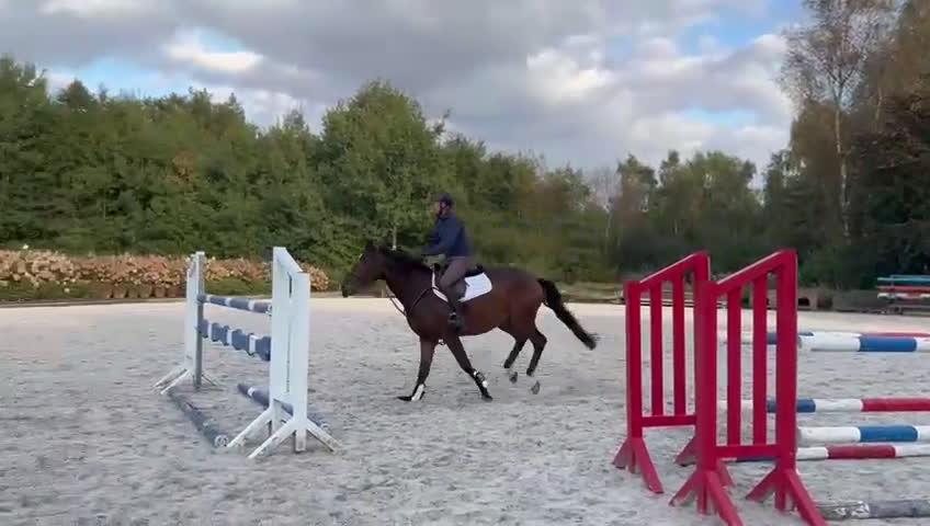 Hoppning hästar till salu: Trevlig allroundhäst i Dösjebro - Video 2